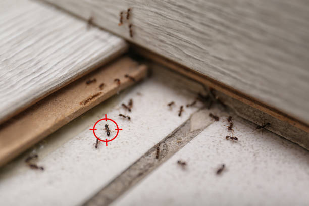 Best Pest Removal Services  in Lee Acres, NM